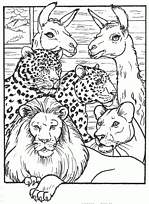 coloriage lion lionne jaguars et lamas